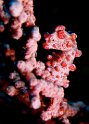 Indonesian Pygmy Seahorse